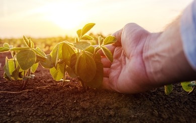 Gestão de Risco Agrícola